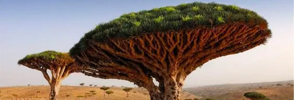 Dragonnier de socotra